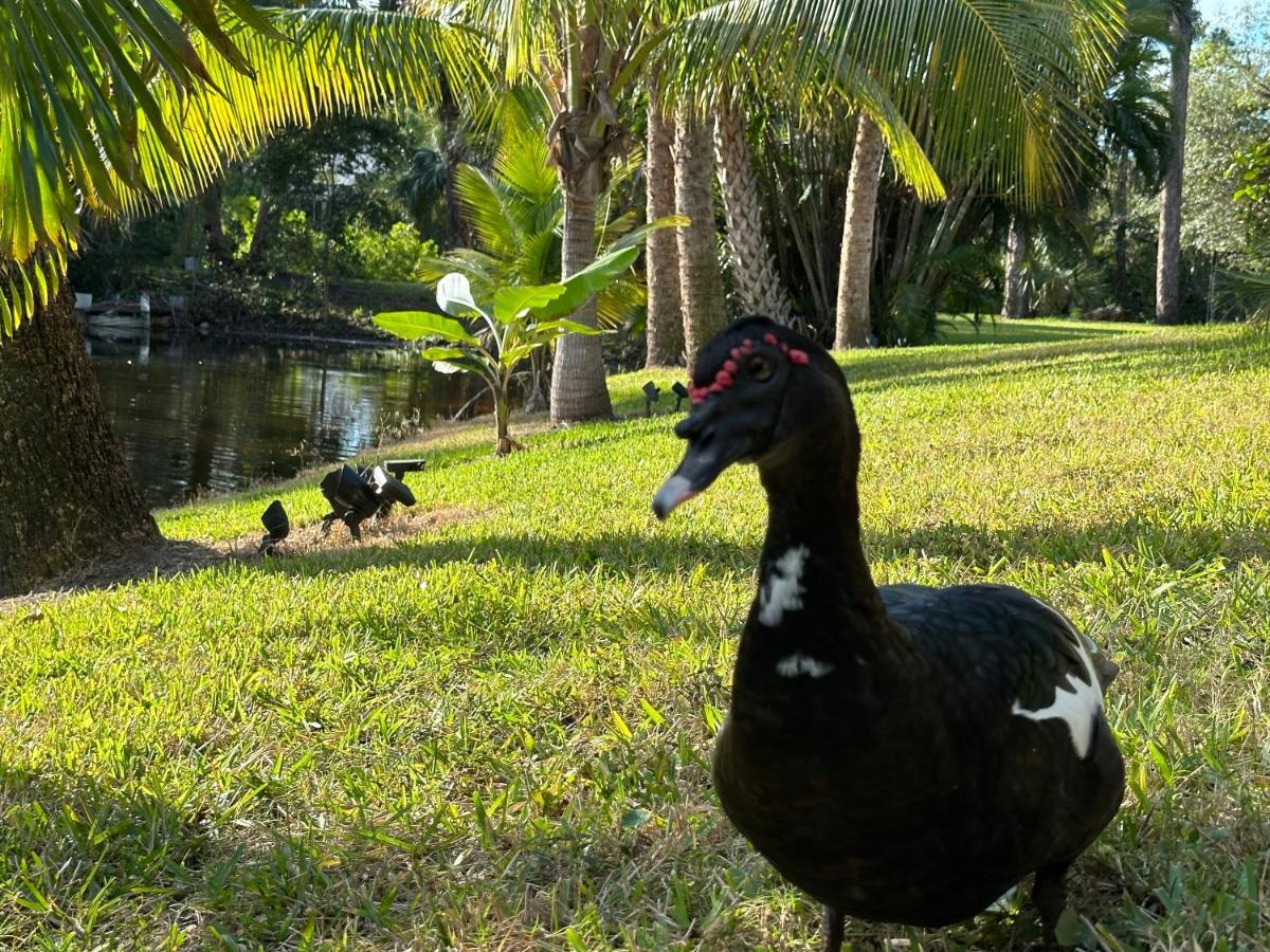 Palms And Pool In Beaches And National Parks Villa Naples